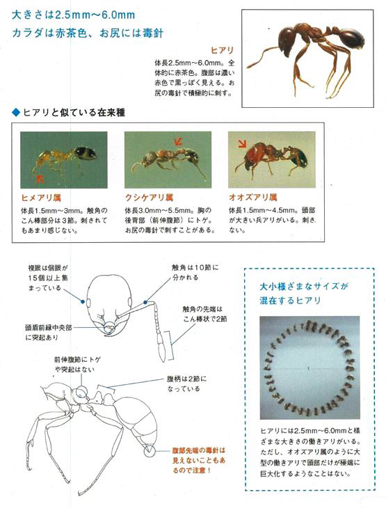 ヒアリに刺された場合の留意事項について